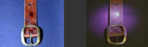 Photo of belt with semen illuminated with white light & photo of belt with semen illuminated with UV light
