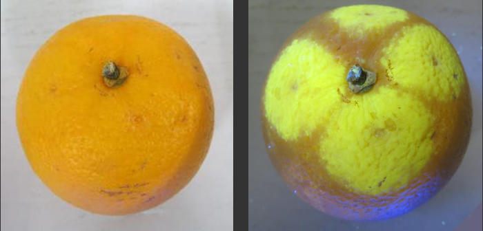 Labino UV Lights used for Agriculture Applications such as visulaize early penicillium